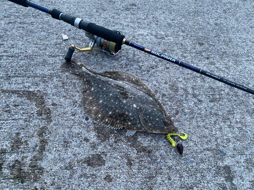 イシガレイの釣果