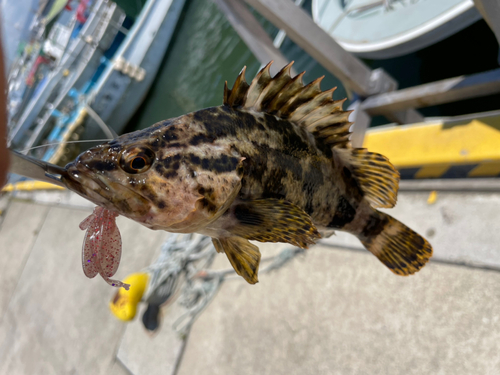 タケノコメバルの釣果