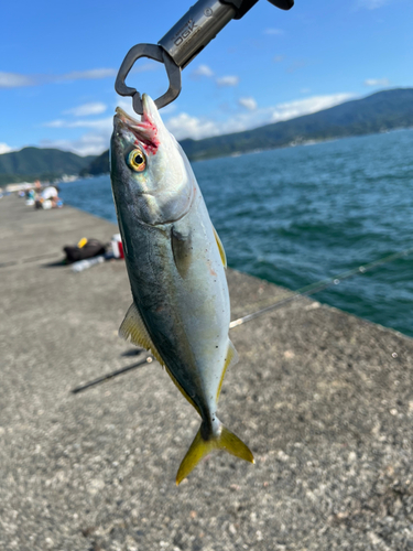 タイの釣果