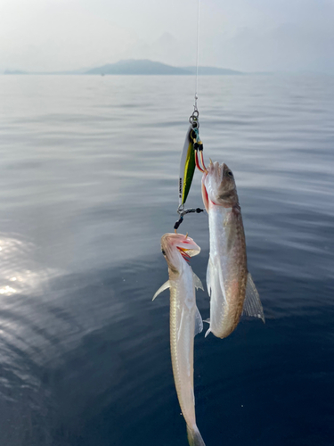 エソの釣果