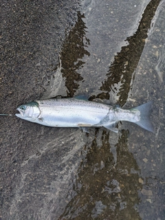 レインボートラウトの釣果