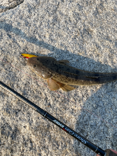 マゴチの釣果