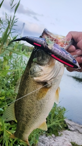 ブラックバスの釣果