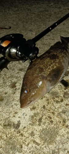 アイナメの釣果