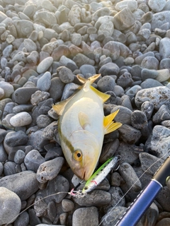 ショゴの釣果