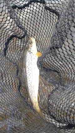 ブラウントラウトの釣果