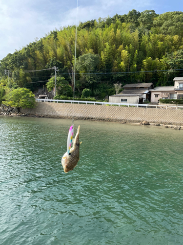 クサフグの釣果