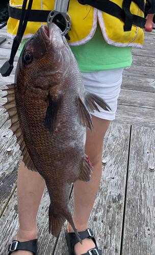 マダイの釣果