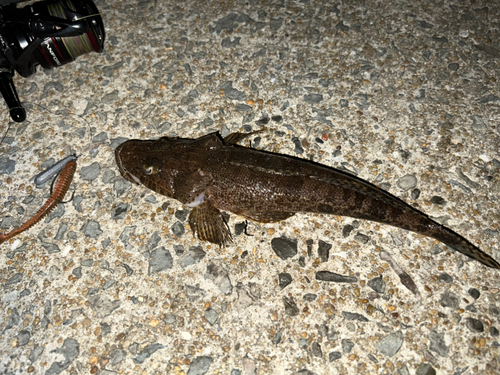 ワニゴチの釣果