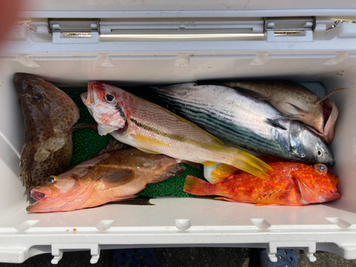 オオモンハタの釣果