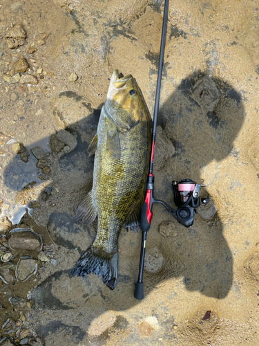 スモールマウスバスの釣果