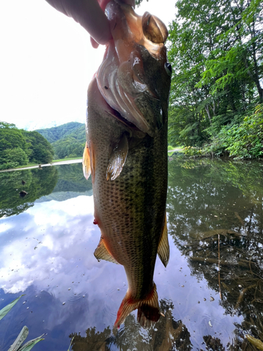 ラージマウスバスの釣果