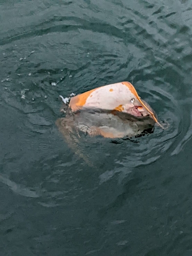 アカエイの釣果