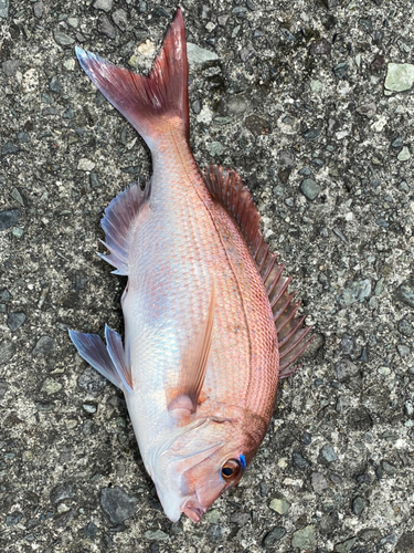 マダイの釣果