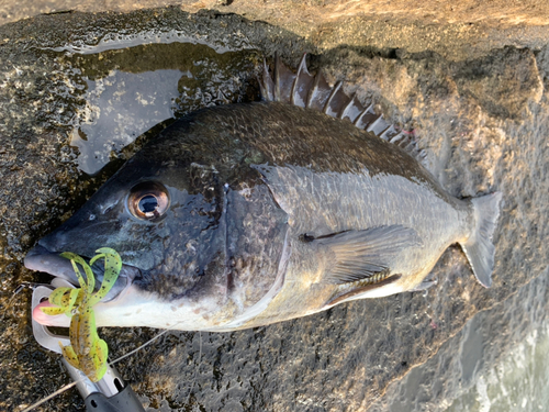 チヌの釣果