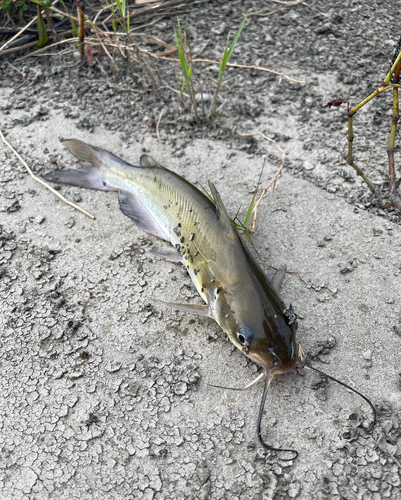 アメリカナマズの釣果