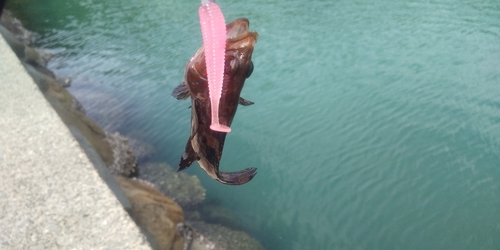 アラカブの釣果