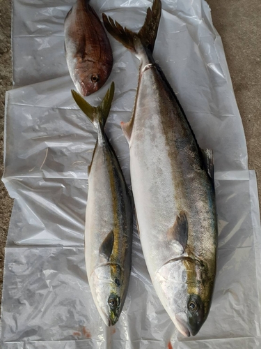 タイの釣果