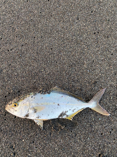 ショゴの釣果