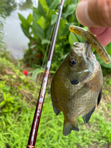 ブルーギルの釣果