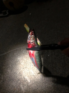 サバの釣果