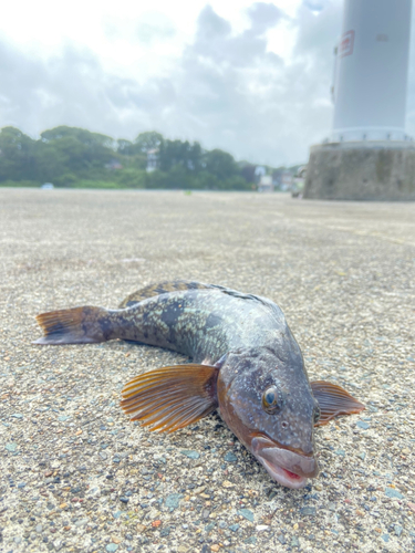 アイナメの釣果