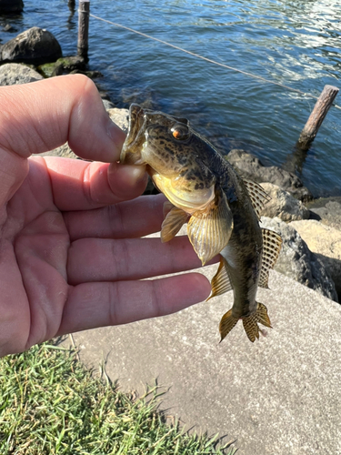 マハゼの釣果