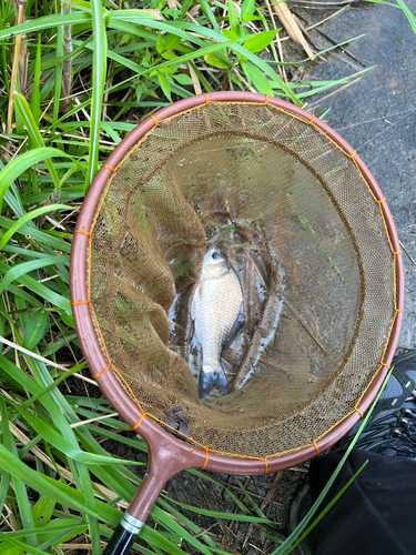 フナの釣果