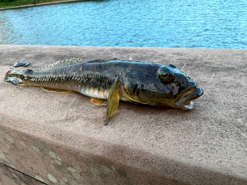 マハゼの釣果