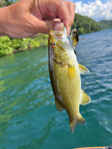 スモールマウスバスの釣果