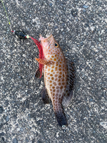 オオモンハタの釣果