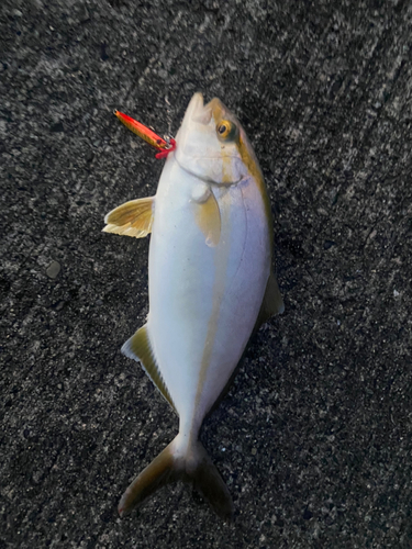 ショゴの釣果