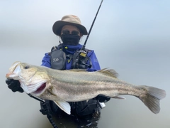 スズキの釣果