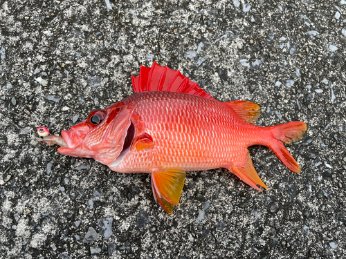 トガリエビスの釣果