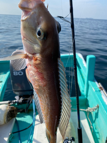 シロアマダイの釣果