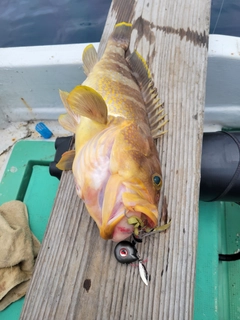 アオハタの釣果