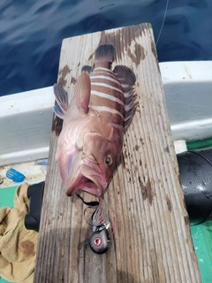 マハタの釣果