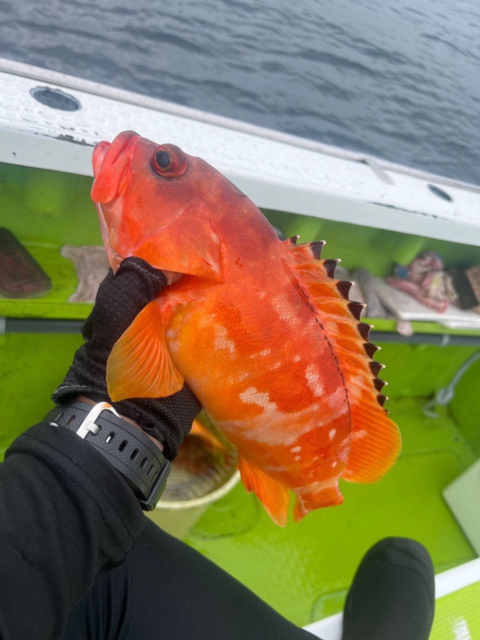 パーマ船長さんの釣果 1枚目の画像