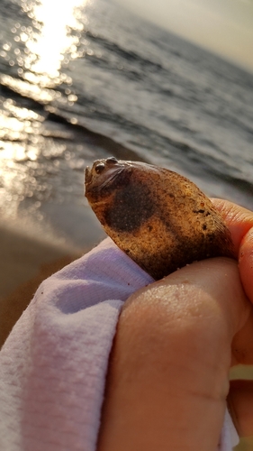 シロギスの釣果