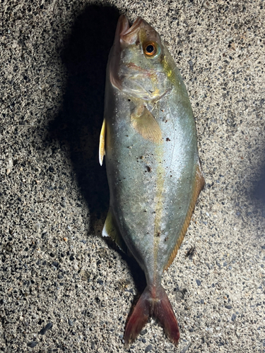 ショッコの釣果