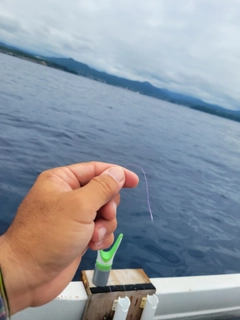 シイラの釣果