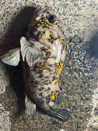 オウゴンムラソイの釣果