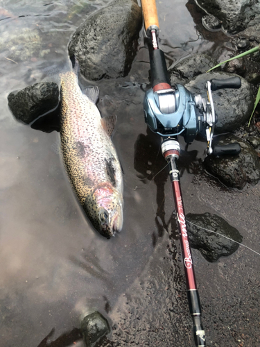 ニジマスの釣果