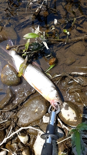 ハスの釣果