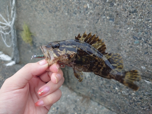 タケノコメバルの釣果