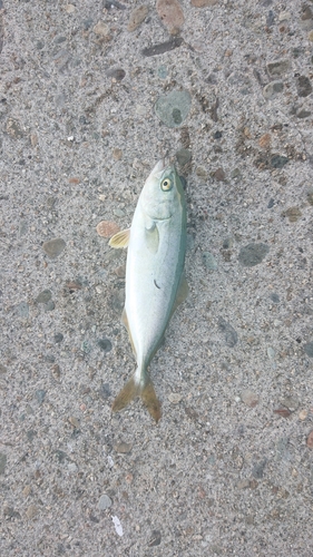 ワカシの釣果