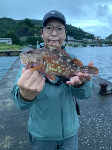 カサゴの釣果