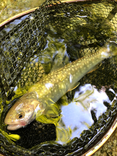 イワナの釣果