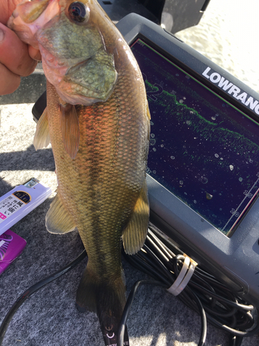 ラージマウスバスの釣果