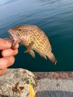 オオモンハタの釣果